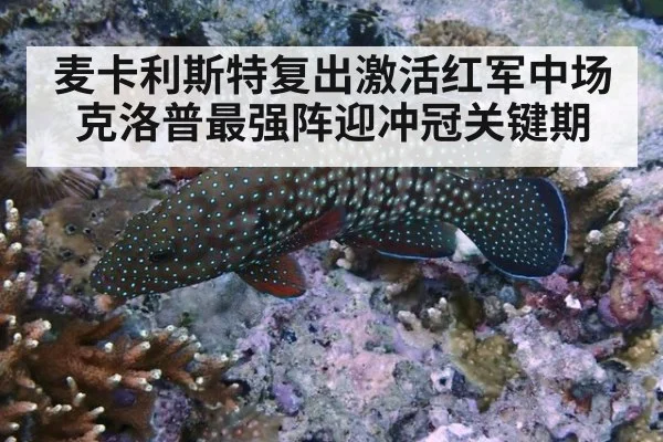 麦卡利斯特复出激活红军中场 克洛普最强阵迎冲冠关键期